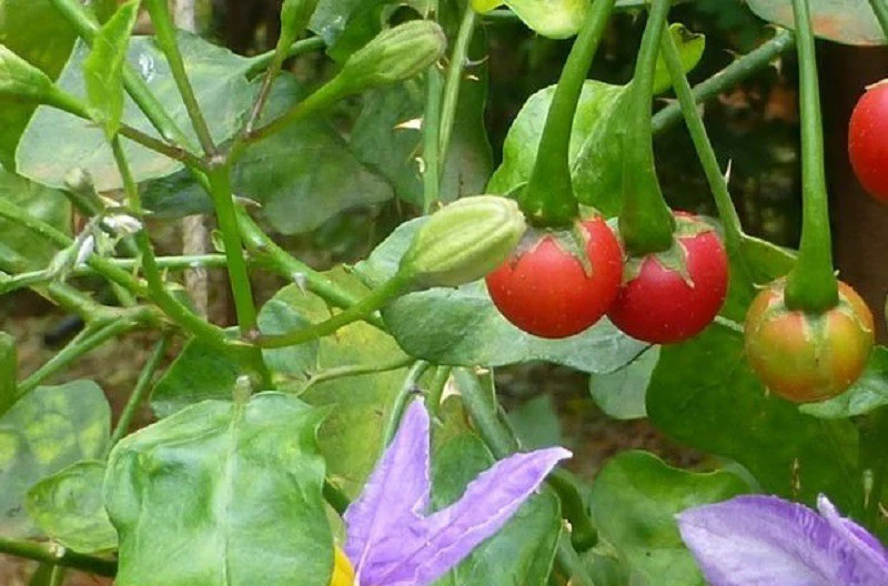 Cây Cà Gai Leo ảnh 2