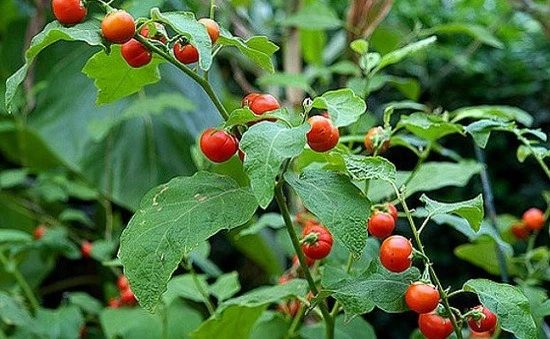 Cây Cà Gai Leo ảnh 3