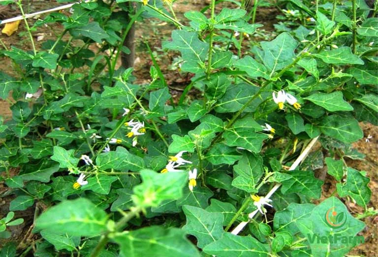 Cây Cà Gai Leo ảnh 4