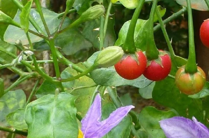 Cây Cà Gai Leo ảnh 2