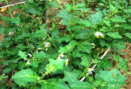 Cây Cà Gai Leo ảnh 4