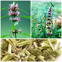 Ảnh sản phẩm Cây Ích Mẫu - Điều Hòa Kinh Nguyệt 1