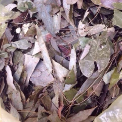 Ảnh sản phẩm Dâm Dương Hoắc- Điều Trị Xuất Tinh Sớm 1